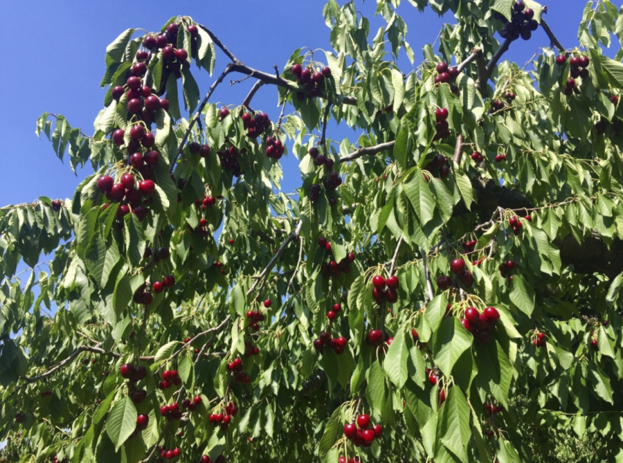 fruit pluk tuin nederland