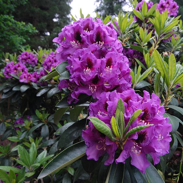 Rhododendron