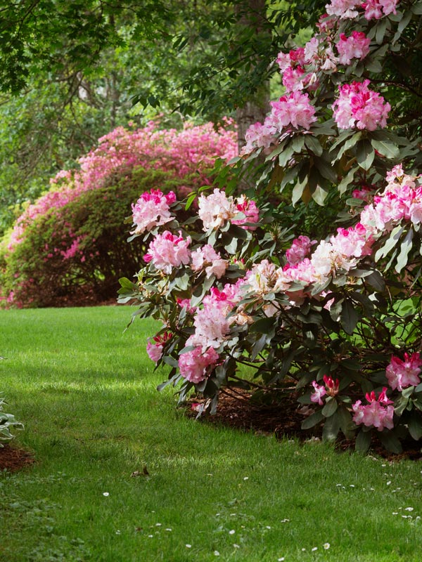 Rhododendron