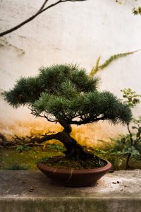 bonsai boompje