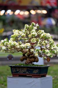 bonsai boompje
