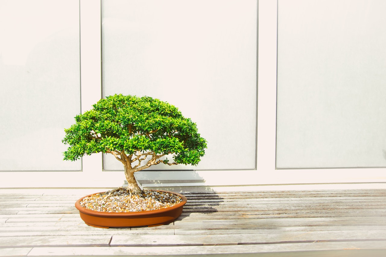 bonsai boompje