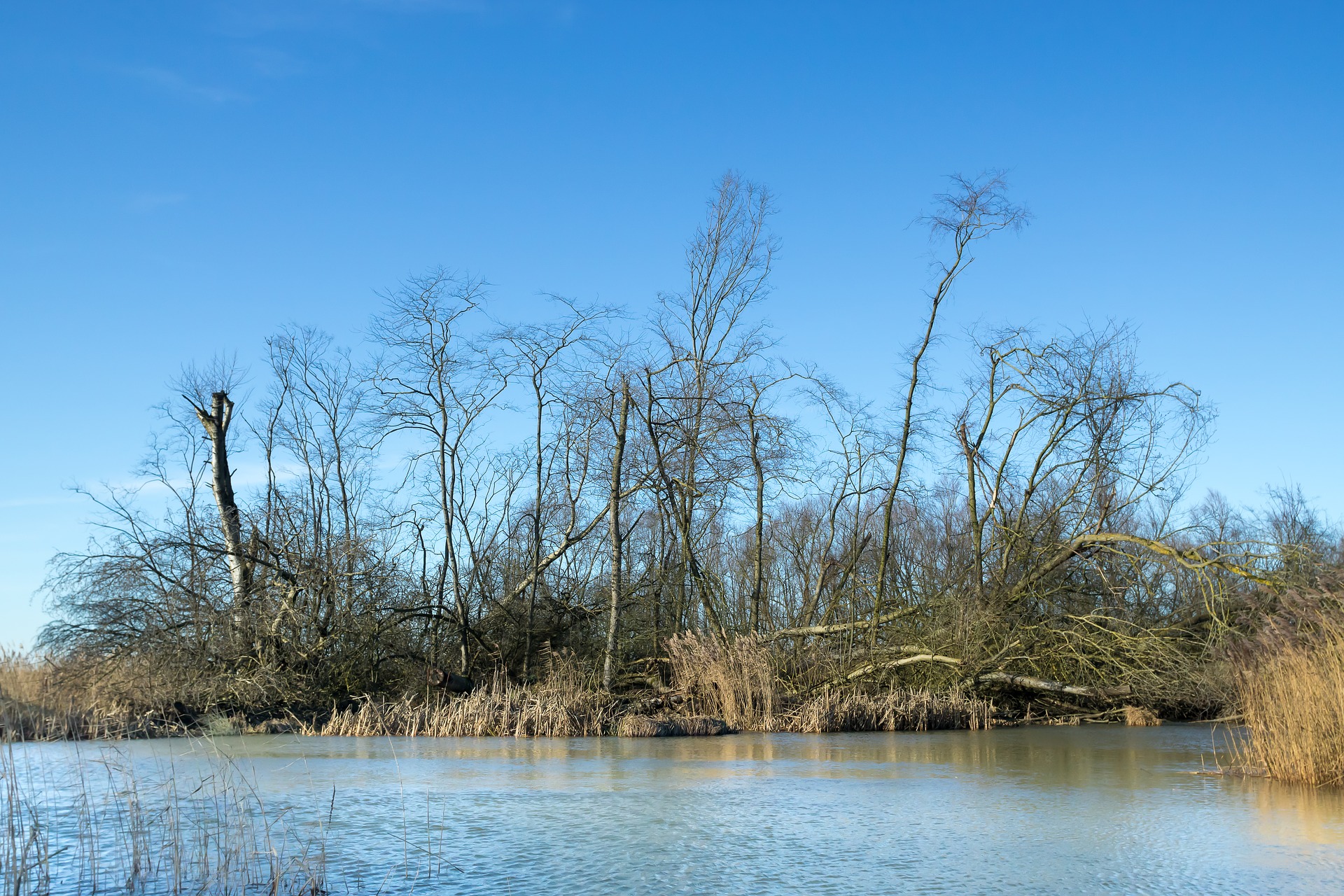 wandelroutes biesbosch