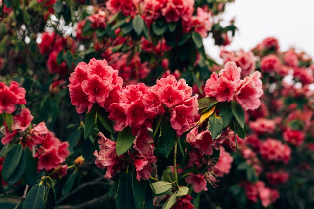 Top 10 groenblijvende planten in de winter