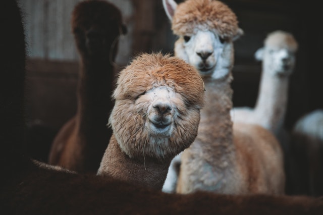 Hotel 3 Alpaca