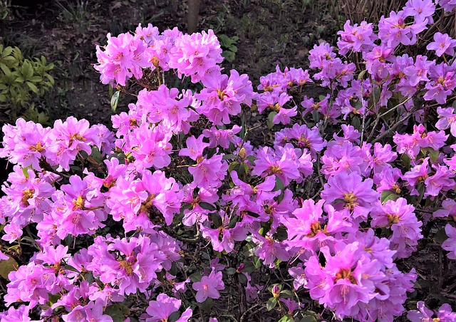 azalea