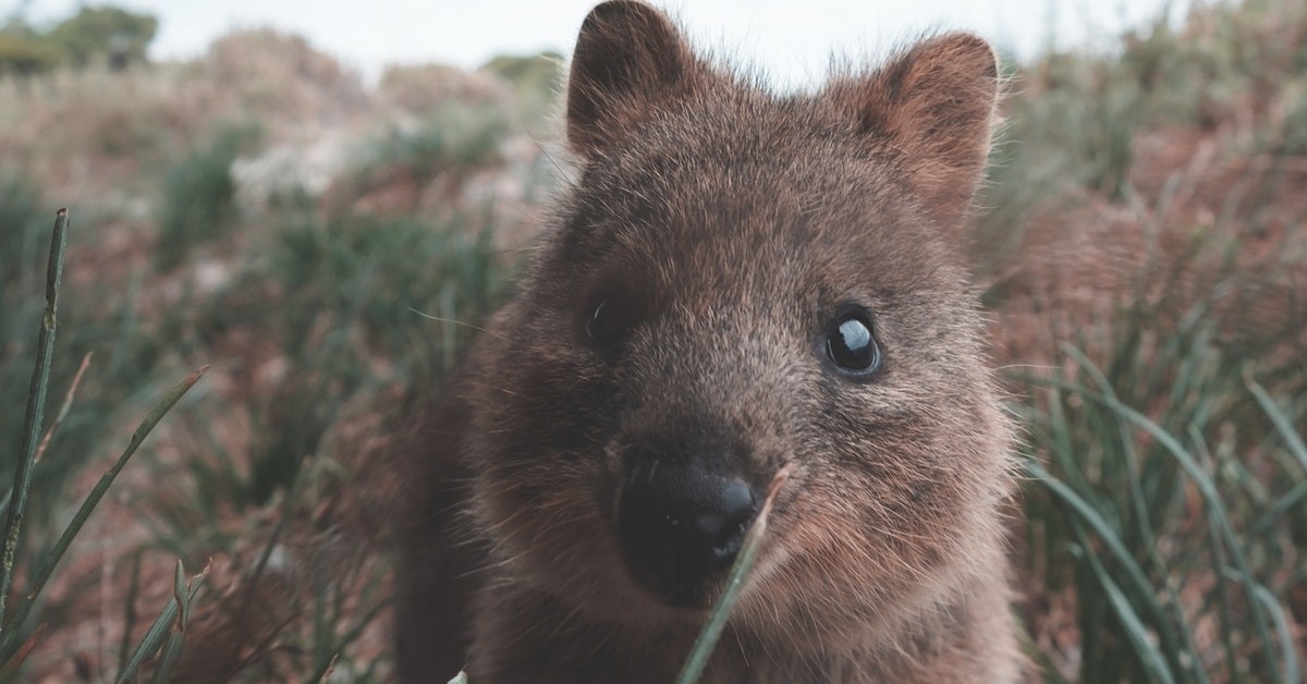 quokka
