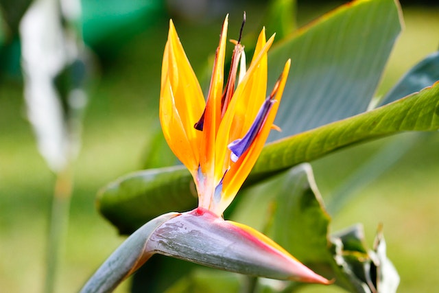 De paradijsvogelplant