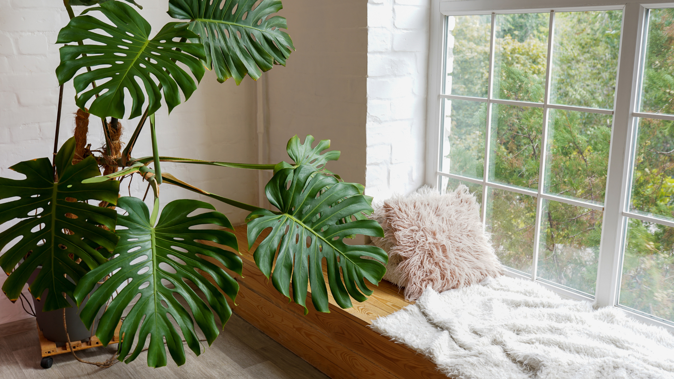Monstera verzorgen