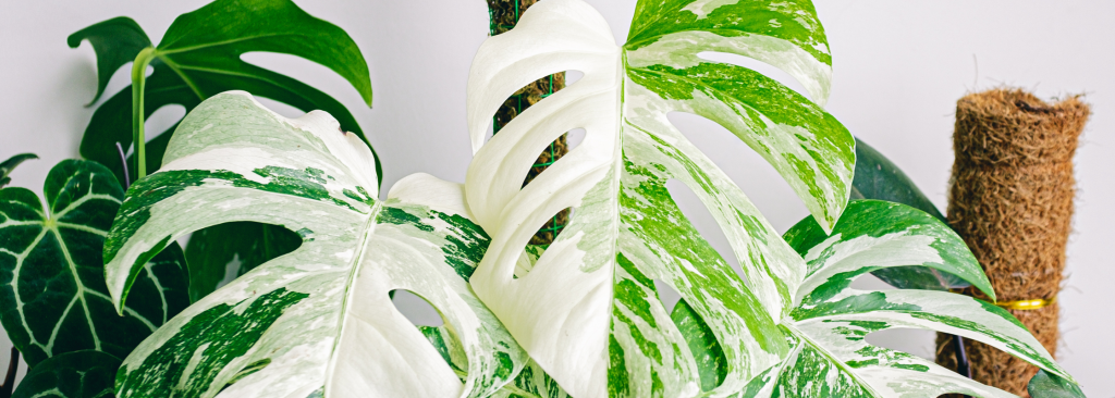 Monstera verzorgen