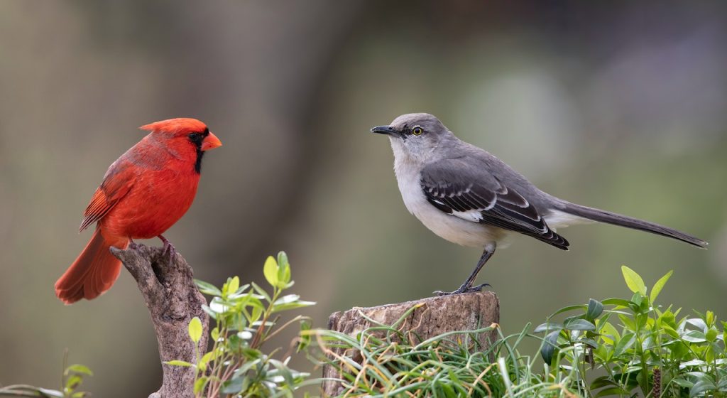 Vlaamse gaai en rode gaai