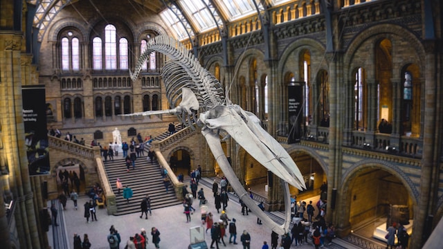 musea londen: national history