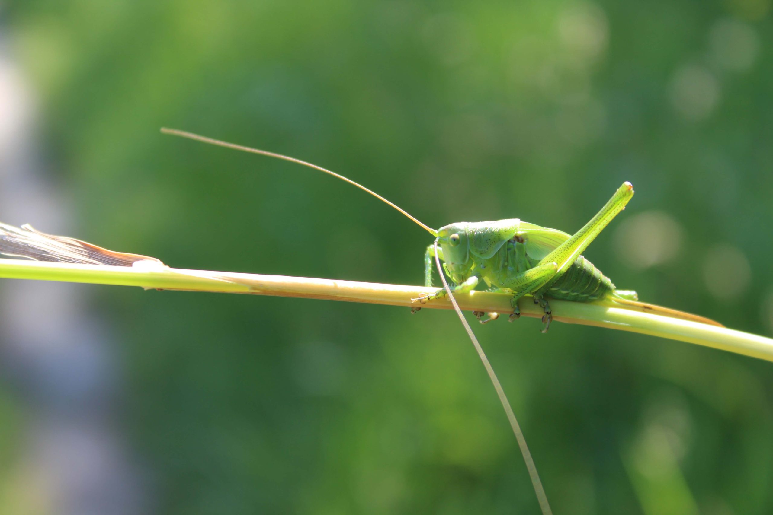 Spirituele betekenis sprinkhaan