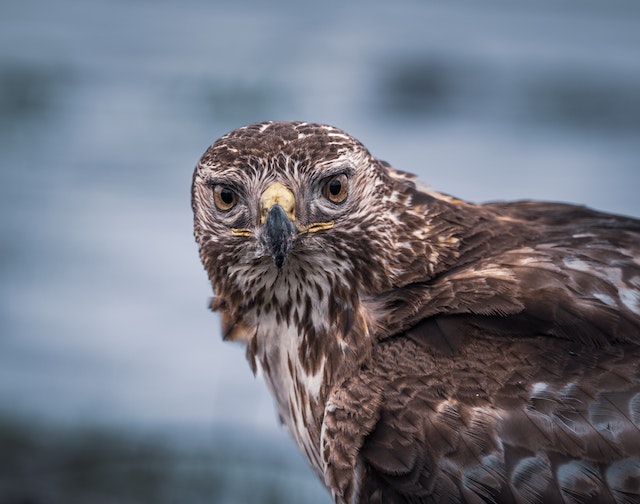 Spirituele betekenis Buizerd