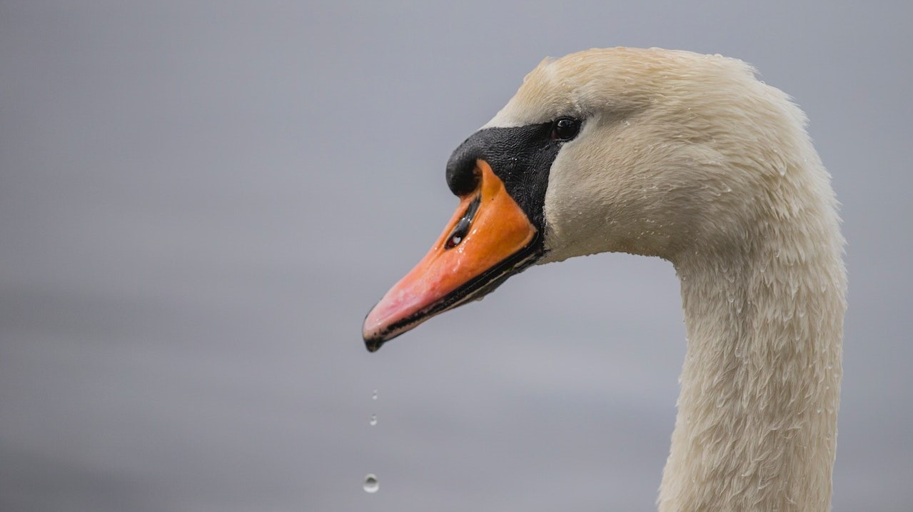 spirituele betekenis zwaan