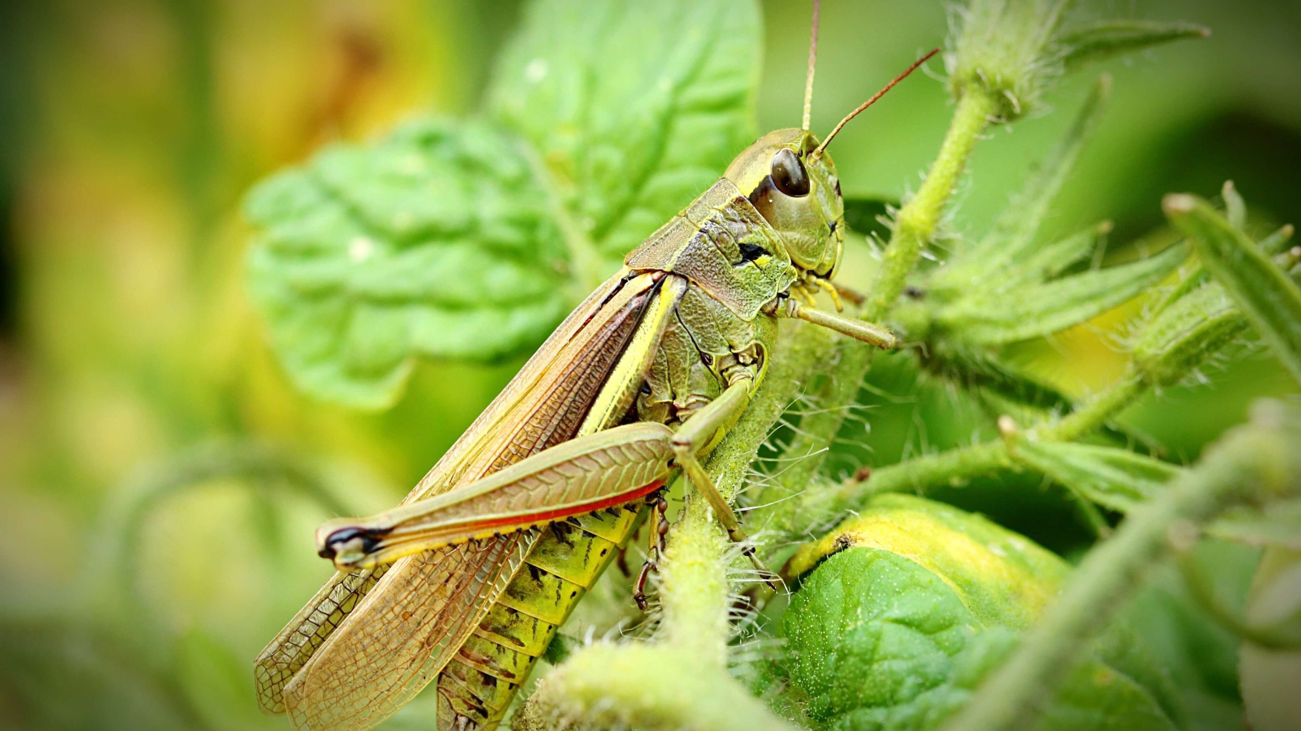 betekenis sprinkhaan spiritueel