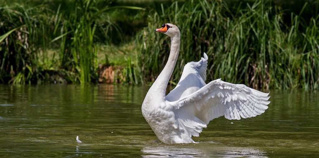 spirituele betekenis zwaan