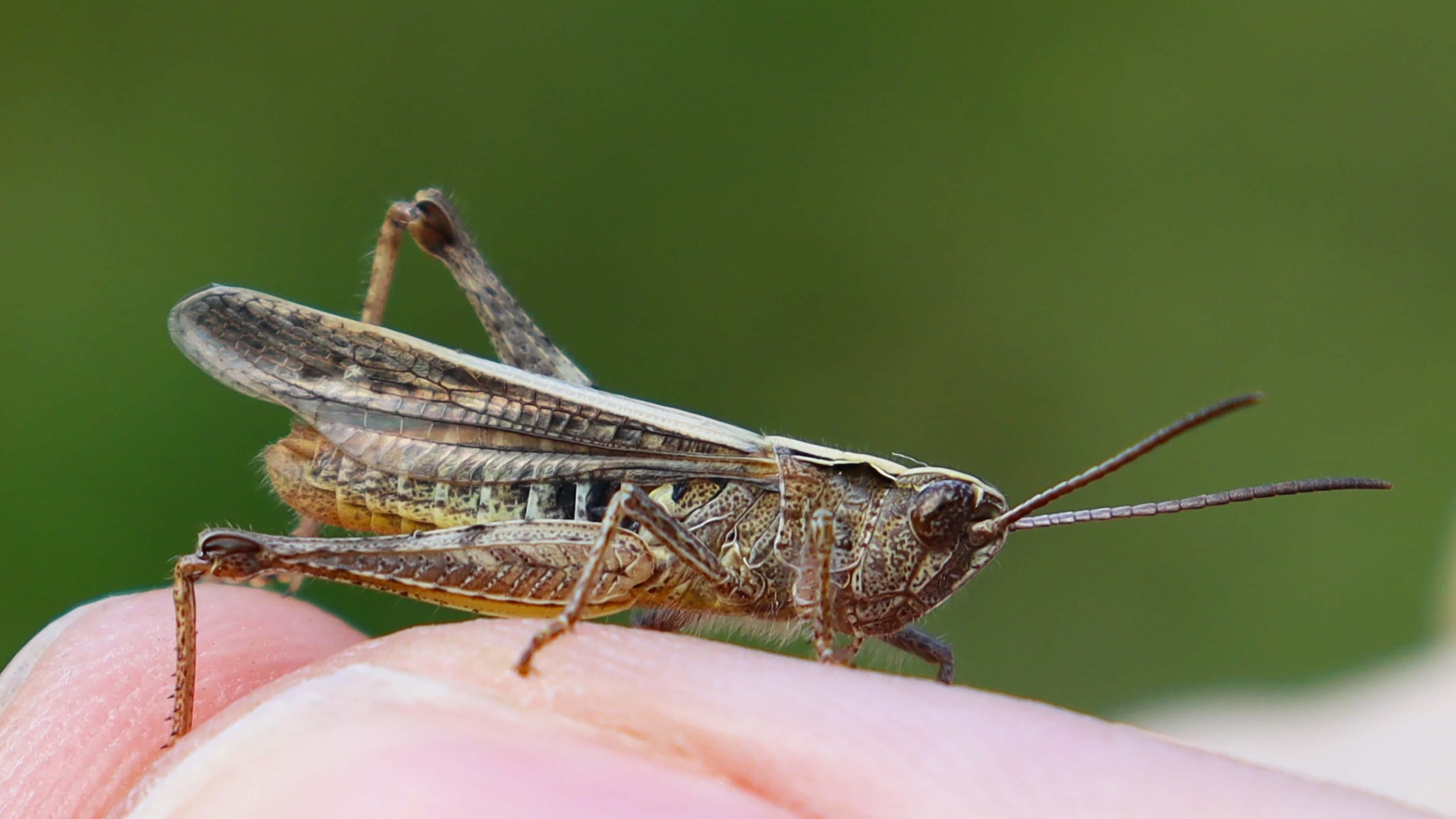 spirituele betekenis sprinkhaan