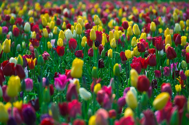 Tulpenveld