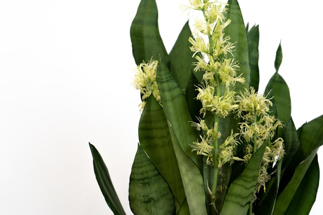 Sansevieria verzorgen