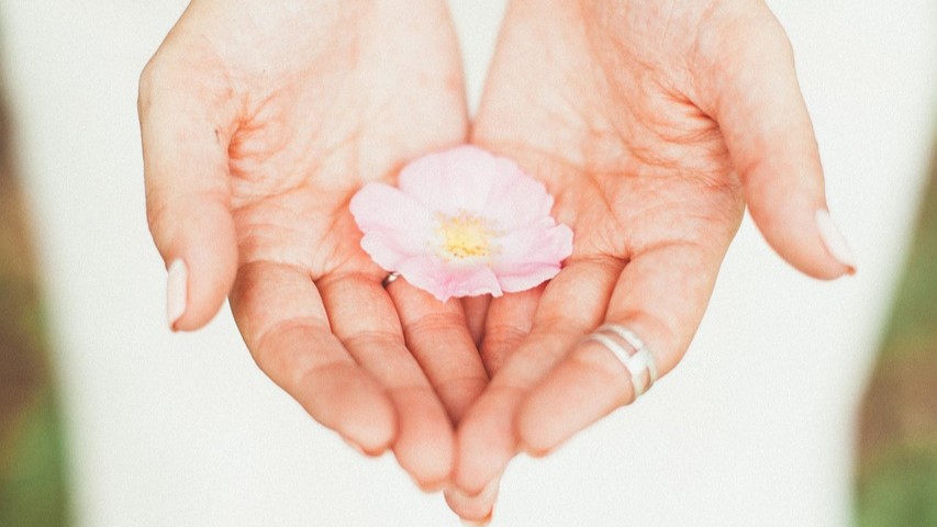 Open handen houden een zachte roze bloem vast als symbool voor liefde, verbinding en loslaten